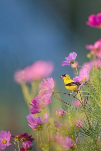 Art of Gratefulness